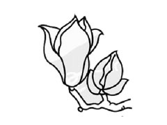 玉蘭花簡筆畫創(chuàng)作步驟圖示