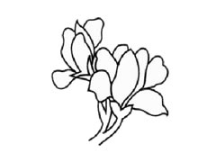 蘭花簡筆畫創(chuàng)作步驟圖示