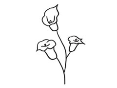 馬蹄蓮簡筆畫創(chuàng)作步驟圖示