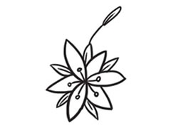 百合花簡(jiǎn)筆畫創(chuàng)作步驟圖示
