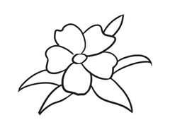茉莉花簡筆畫創(chuàng)作步驟圖示