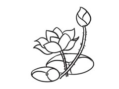 荷花簡(jiǎn)筆畫創(chuàng)作步驟圖示