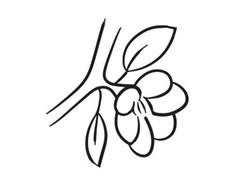 桃花簡筆畫創(chuàng)作步驟圖示