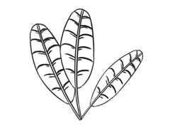 芭蕉樹(shù)簡(jiǎn)筆畫(huà)創(chuàng)作步驟圖示