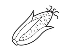 玉米簡筆畫創(chuàng)作步驟圖示