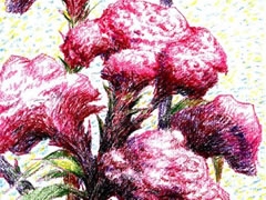 雞冠花油畫棒創(chuàng)作步驟圖示