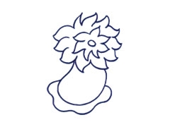 海葵簡(jiǎn)筆畫繪制步驟圖示