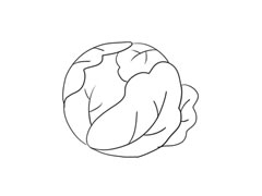 包菜簡(jiǎn)筆畫(huà)繪制步驟圖示