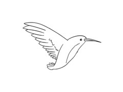 蜂鳥簡筆畫繪制步驟圖示