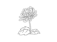 簡筆畫菊花畫法步驟圖示