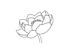 簡(jiǎn)筆畫荷花畫法步驟圖示
