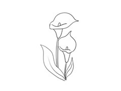 馬蹄蓮簡(jiǎn)筆畫法步驟圖示