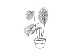 散尾葵簡(jiǎn)筆畫繪制步驟圖示