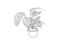 竹芋簡(jiǎn)筆畫法步驟圖示