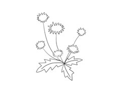 蒲公英簡筆畫法步驟圖示