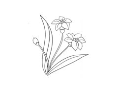 水仙花簡(jiǎn)筆畫法步驟圖示