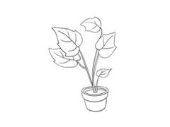 花葉秋海棠簡(jiǎn)筆畫(huà)法步驟圖示