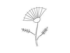 合歡花簡筆畫法步驟圖示