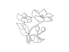 海棠簡(jiǎn)筆畫法步驟圖示