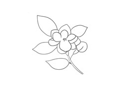 茉莉花簡筆畫法步驟圖示