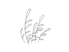 蘆葦簡(jiǎn)筆畫(huà)法步驟圖示