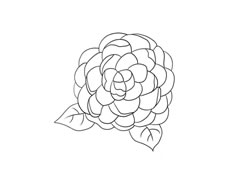 山茶花簡筆畫法步驟圖示