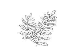 蕨類簡(jiǎn)筆畫(huà)法步驟圖示