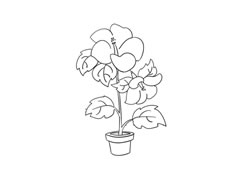 蜀葵簡筆畫法步驟圖示