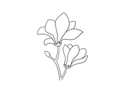 玉蘭花簡筆畫法步驟圖示