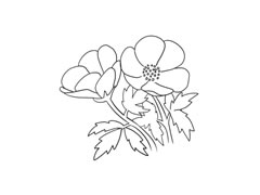 銀蓮花簡筆畫法步驟圖示