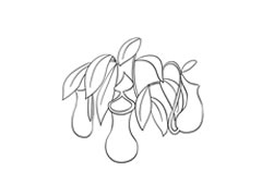 豬籠草簡(jiǎn)筆畫法步驟圖示