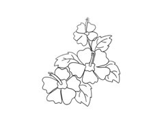 木槿花簡筆畫法步驟圖示