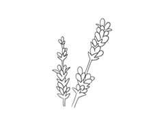 薰衣草簡(jiǎn)筆畫法步驟圖示