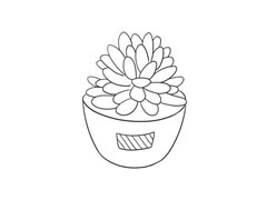 多肉植物簡筆畫繪制步驟圖示