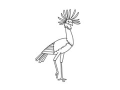 秘書鳥簡筆畫分步繪制