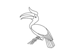 犀鳥簡筆畫分步繪制