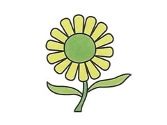 簡筆畫雛菊畫法步驟圖示