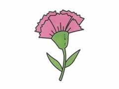 簡筆畫康乃馨畫法步驟圖示