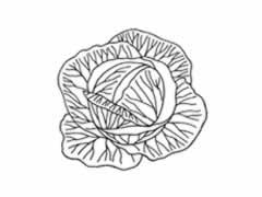 簡(jiǎn)筆畫(huà)包菜分步繪制圖示