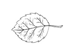 簡(jiǎn)筆畫(huà)樹(shù)葉分步畫(huà)法圖示