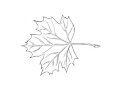 簡(jiǎn)筆畫(huà)楓葉分步畫(huà)法圖示