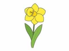 水仙花幼兒簡筆畫分步繪制圖示