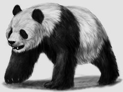 熊貓素描畫法步驟圖示
