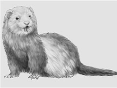 黃鼠狼素描畫法步驟圖示