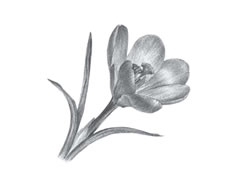 番紅花素描畫法步驟圖示