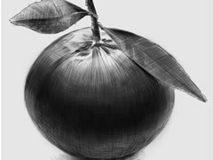 橘子素描畫(huà)法步驟圖示