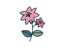 簡筆畫百合花畫法步驟圖示