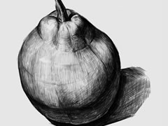 梨的素描畫(huà)法步驟圖示