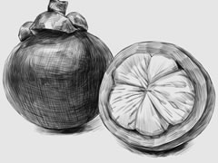 山竹素描畫(huà)法步驟圖示