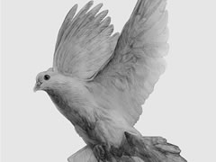 鴿子素描畫法步驟圖示